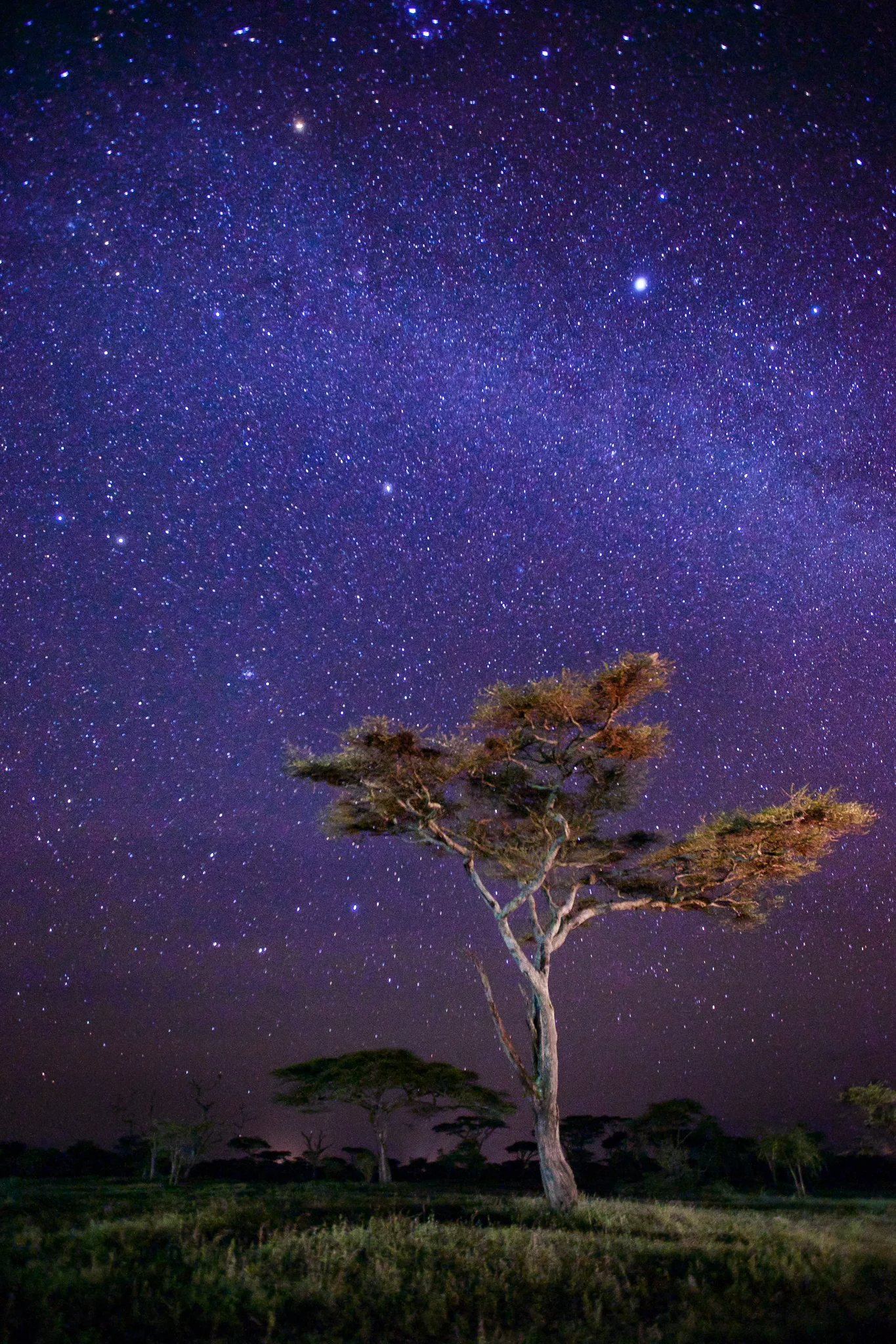 Ndutu, Tanzania.
