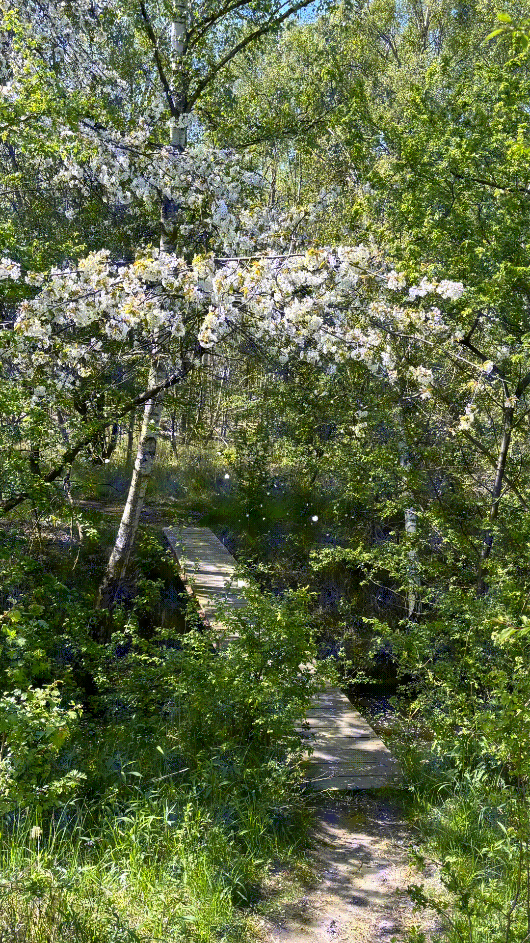 May Day