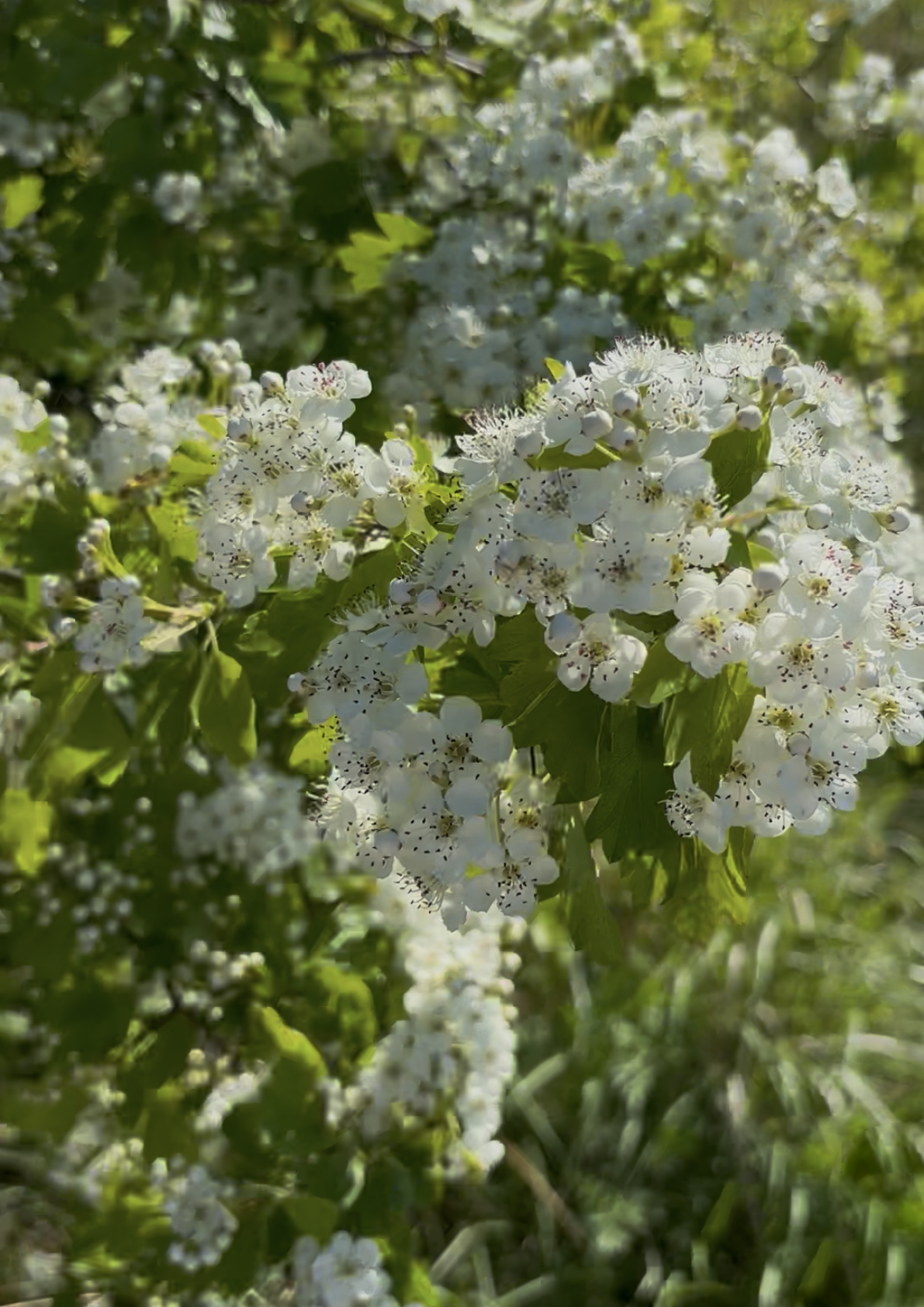 Hawthorn