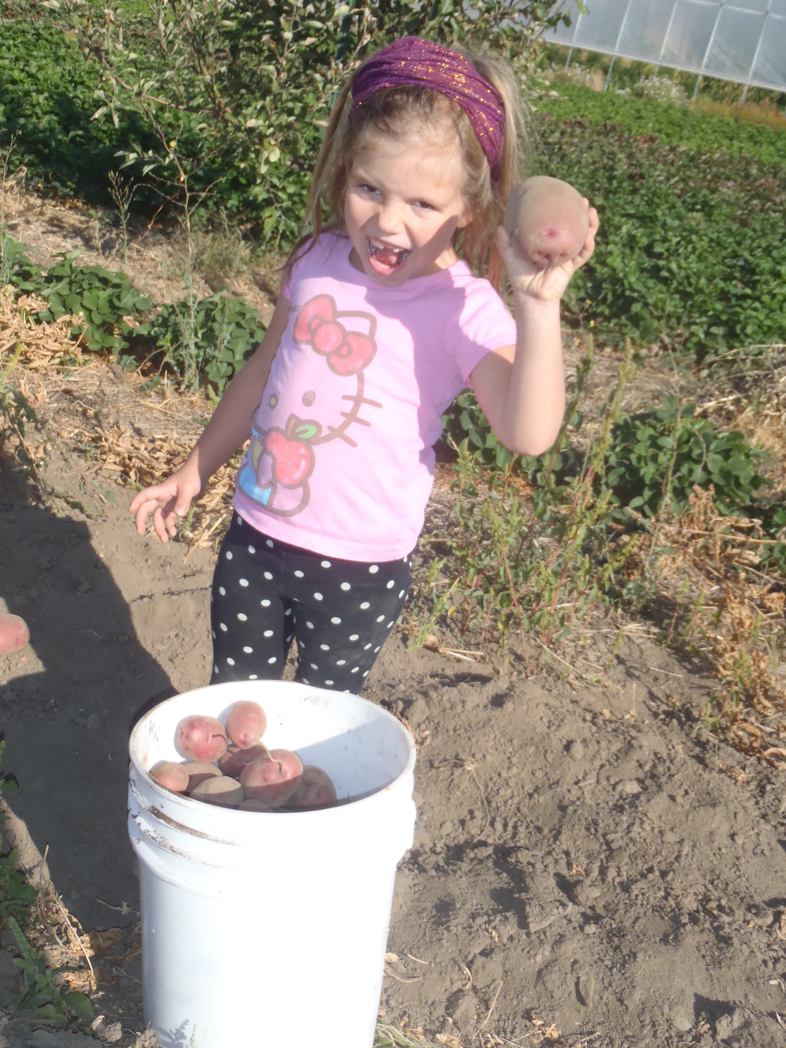 Riverwood school kids are great potato diggers!