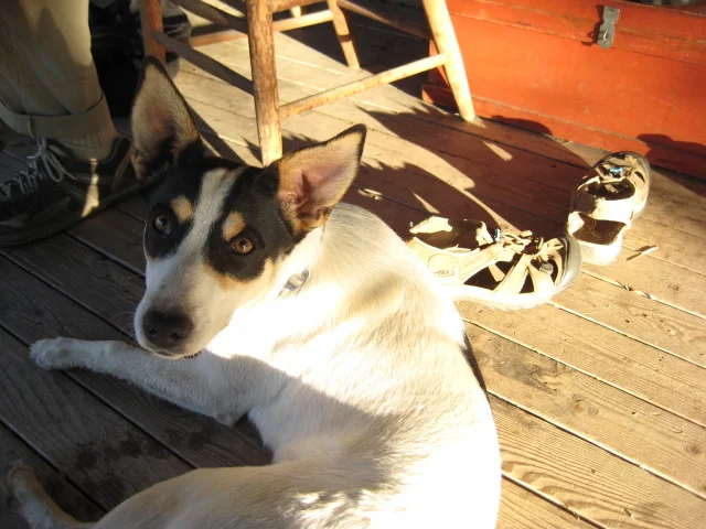 Hazel takes a rest after a long day at the farm