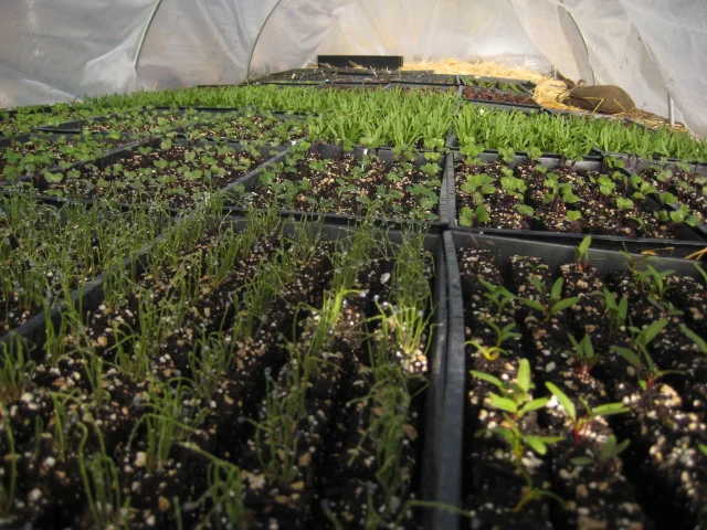 spring plant starts