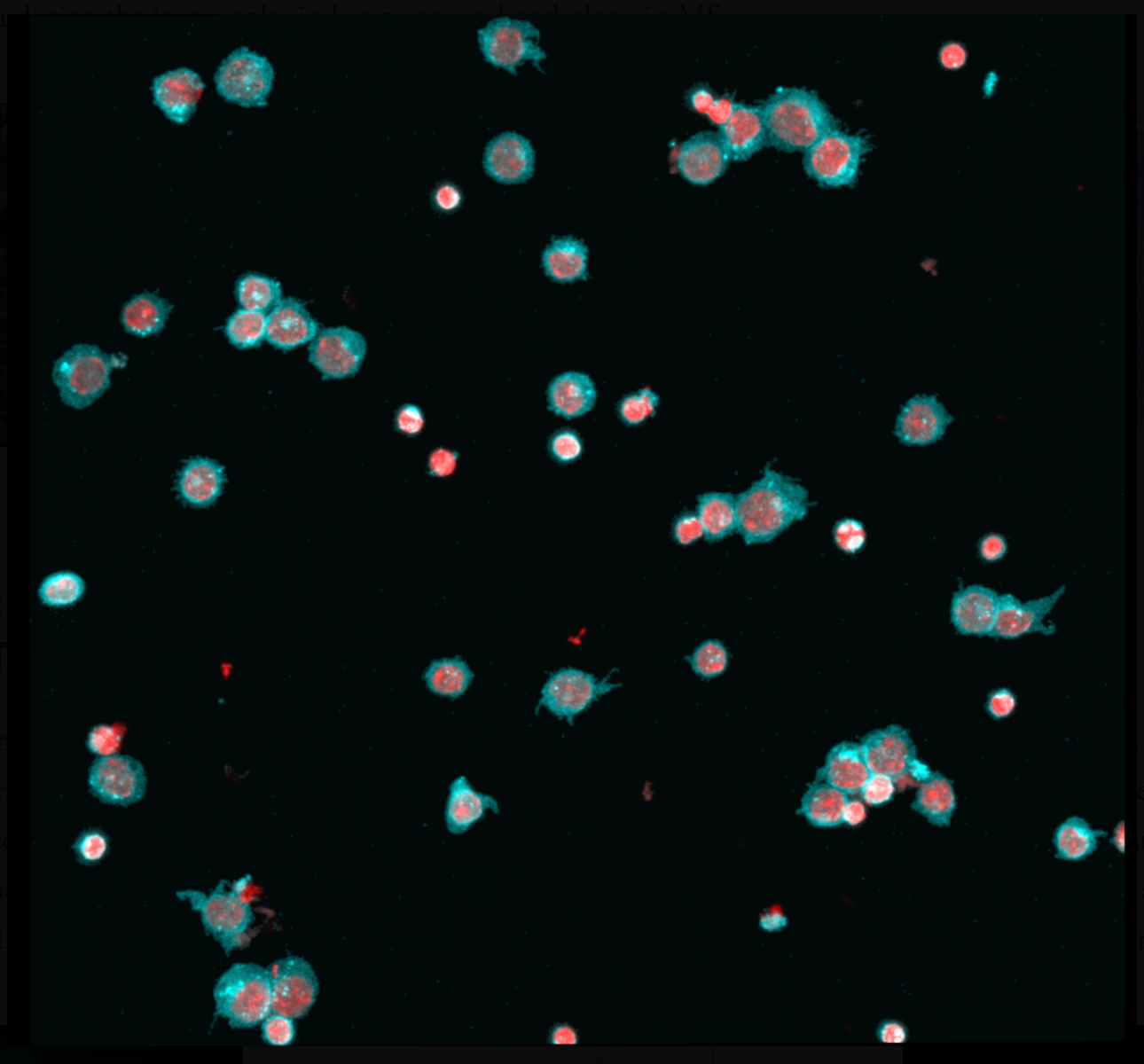 Th17 cells in vitro