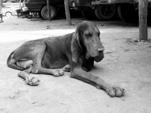 houddogpic.jpeg