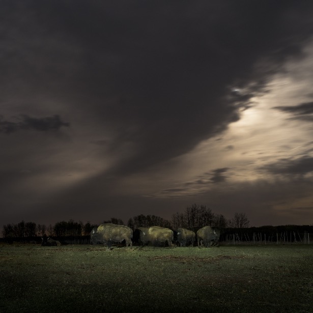 Buffalo Under Moonlight, 2016, 36" x 36" Edition 1/5