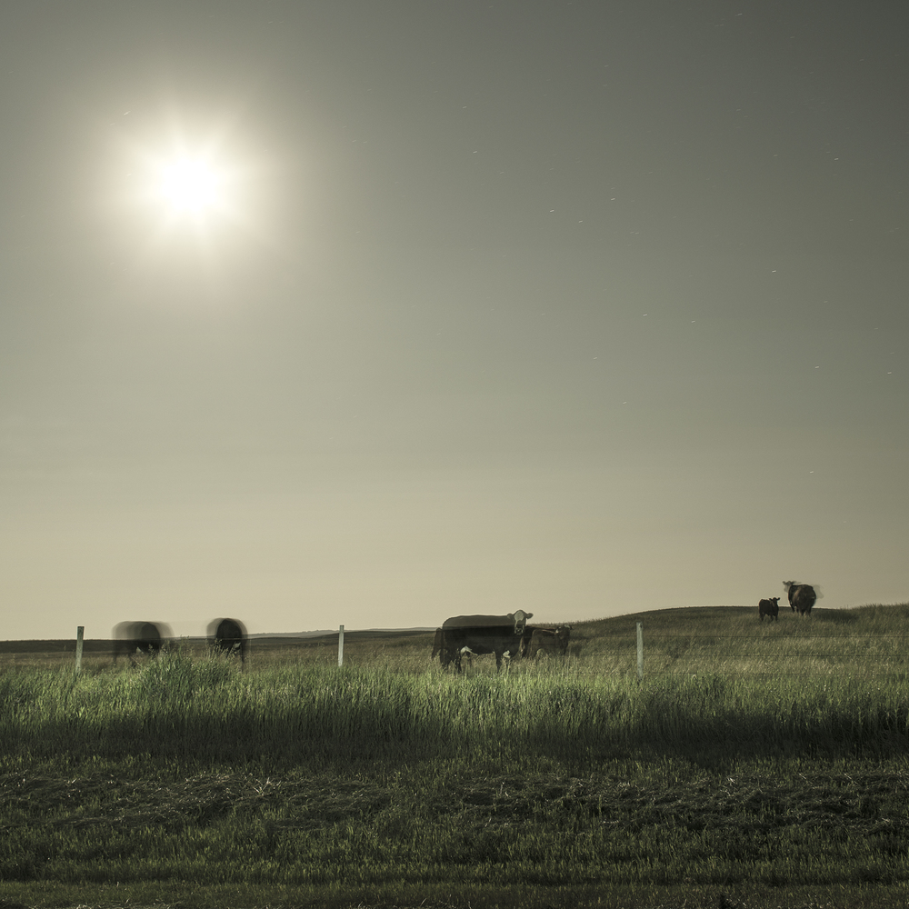 Cattle Under Moonlight 2014, 24" x 24" Edition 1/8