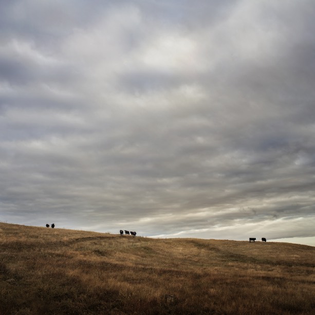 Cows on a Ridge 2014, 30" x 30" Edition 2/10