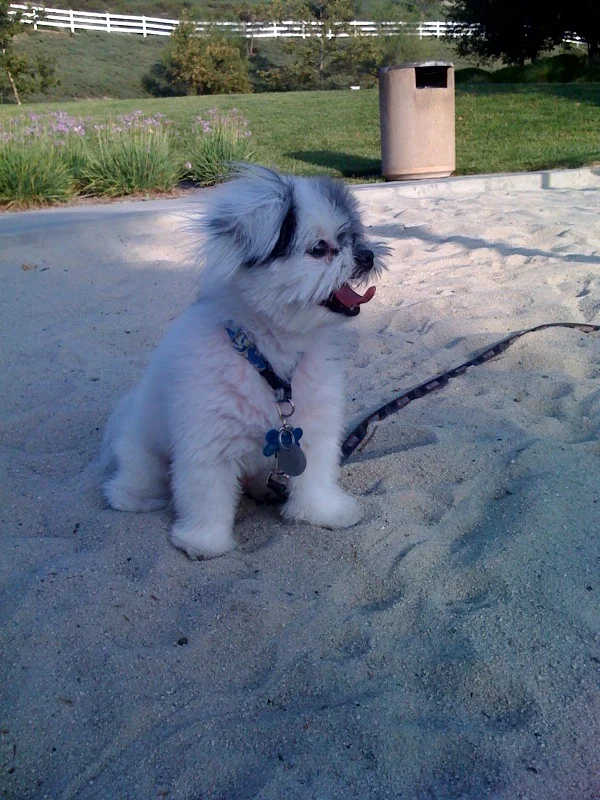 Park fun