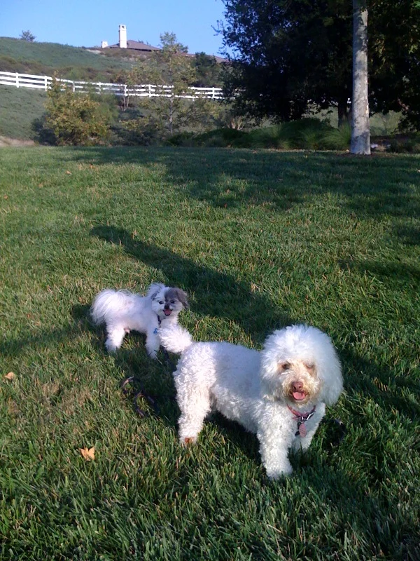 Park fun
