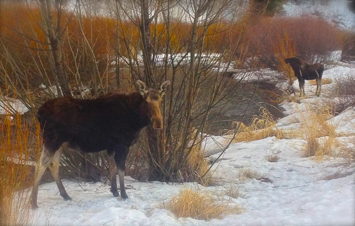 Flat Creek, Jackson, WY