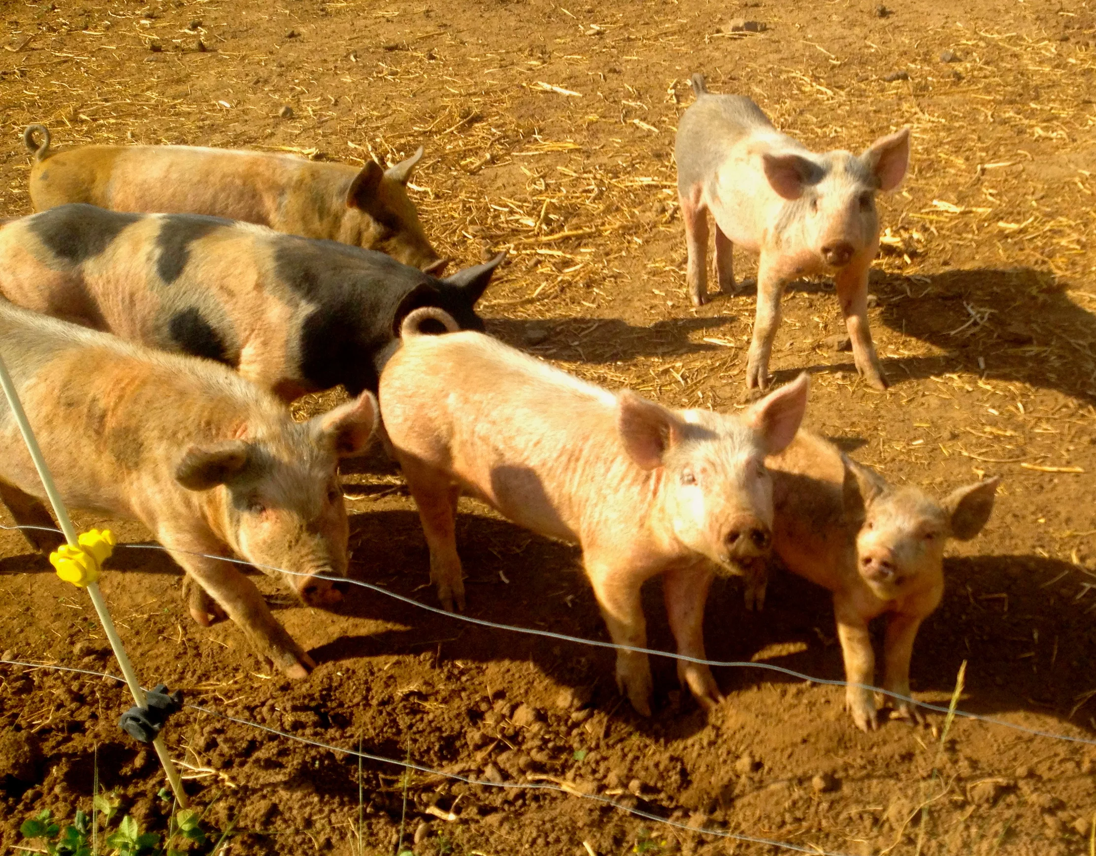New Friends