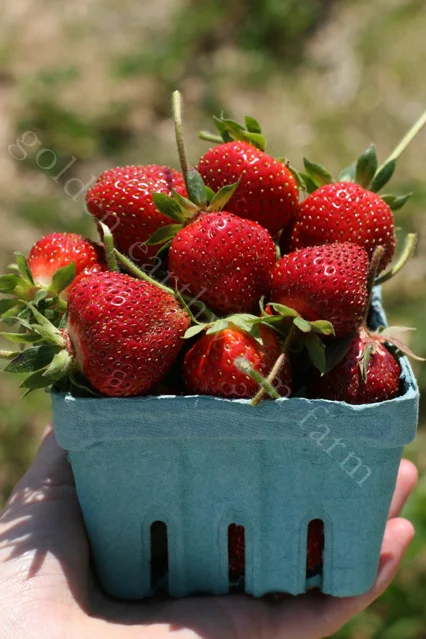 strawberries.jpg