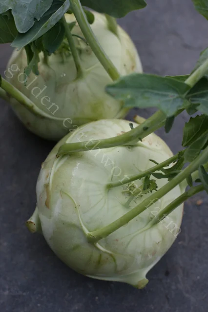 kohlrabi.jpg