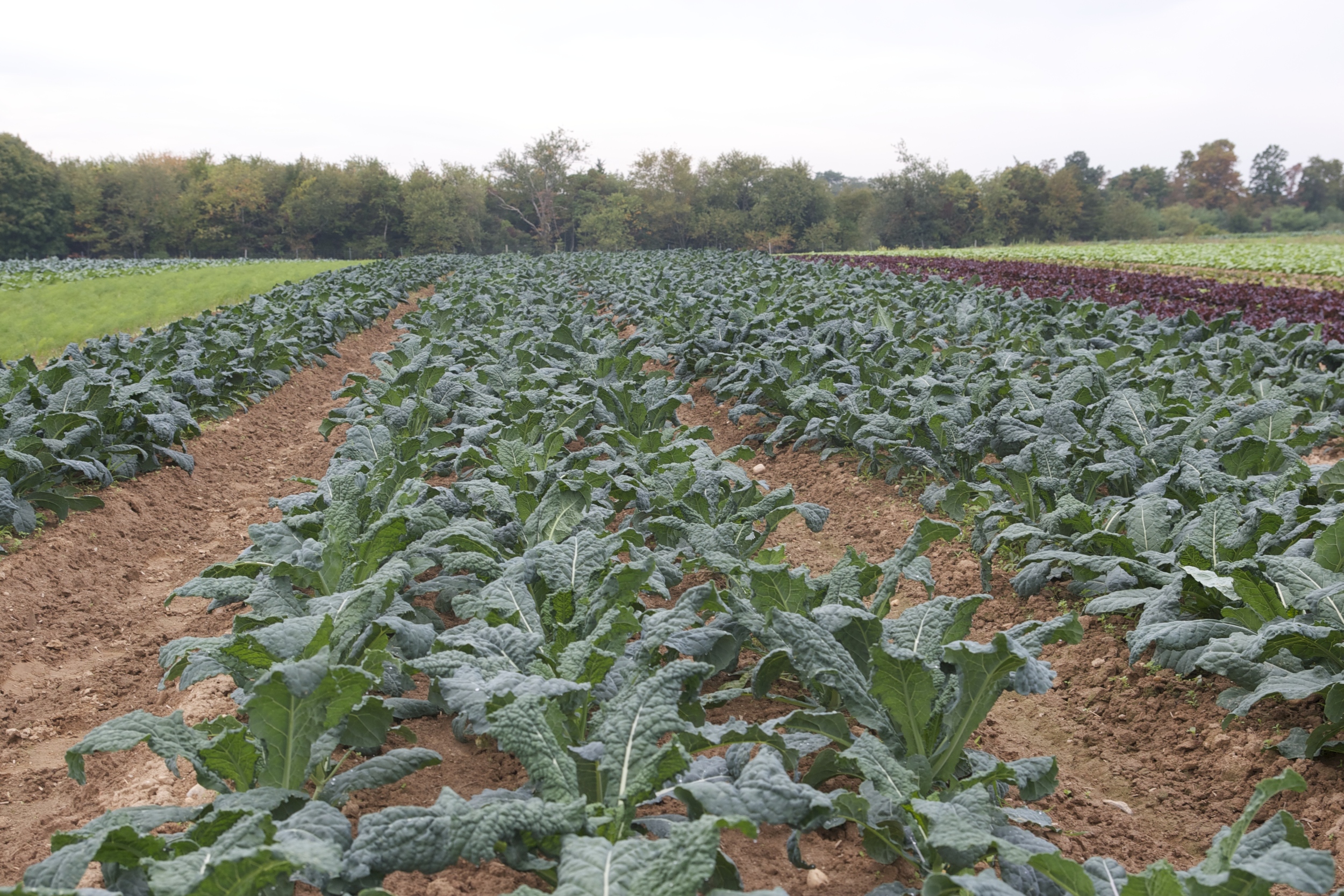 Toscano Kale