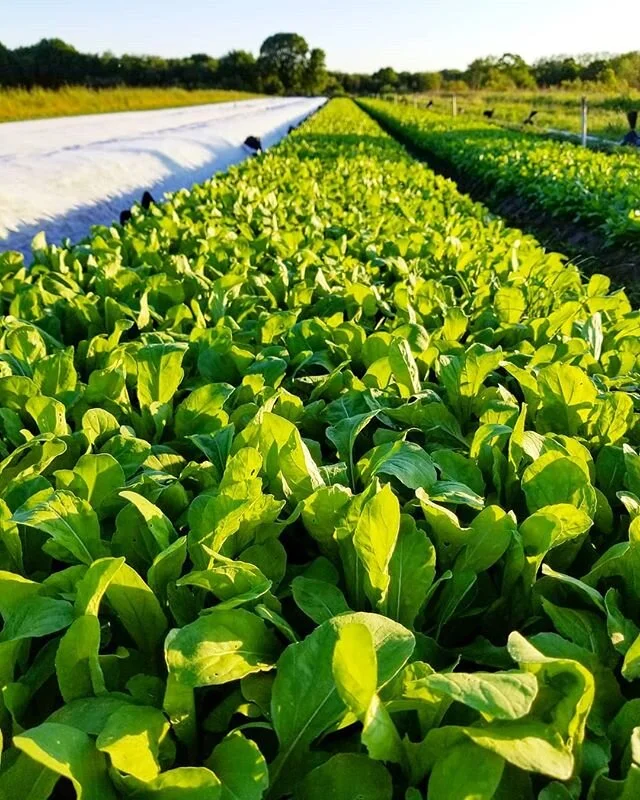 Golden Earthworm Organic Farm - Long Island & Queens CSA