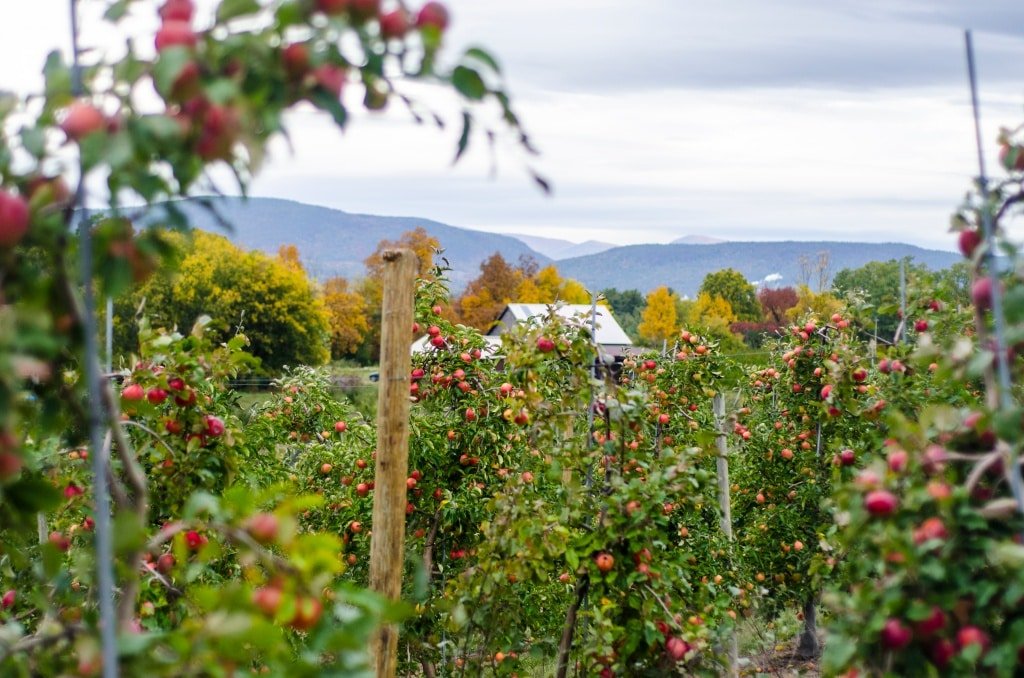 best-apple-orchards-vermont-champlain-orchards.jpg