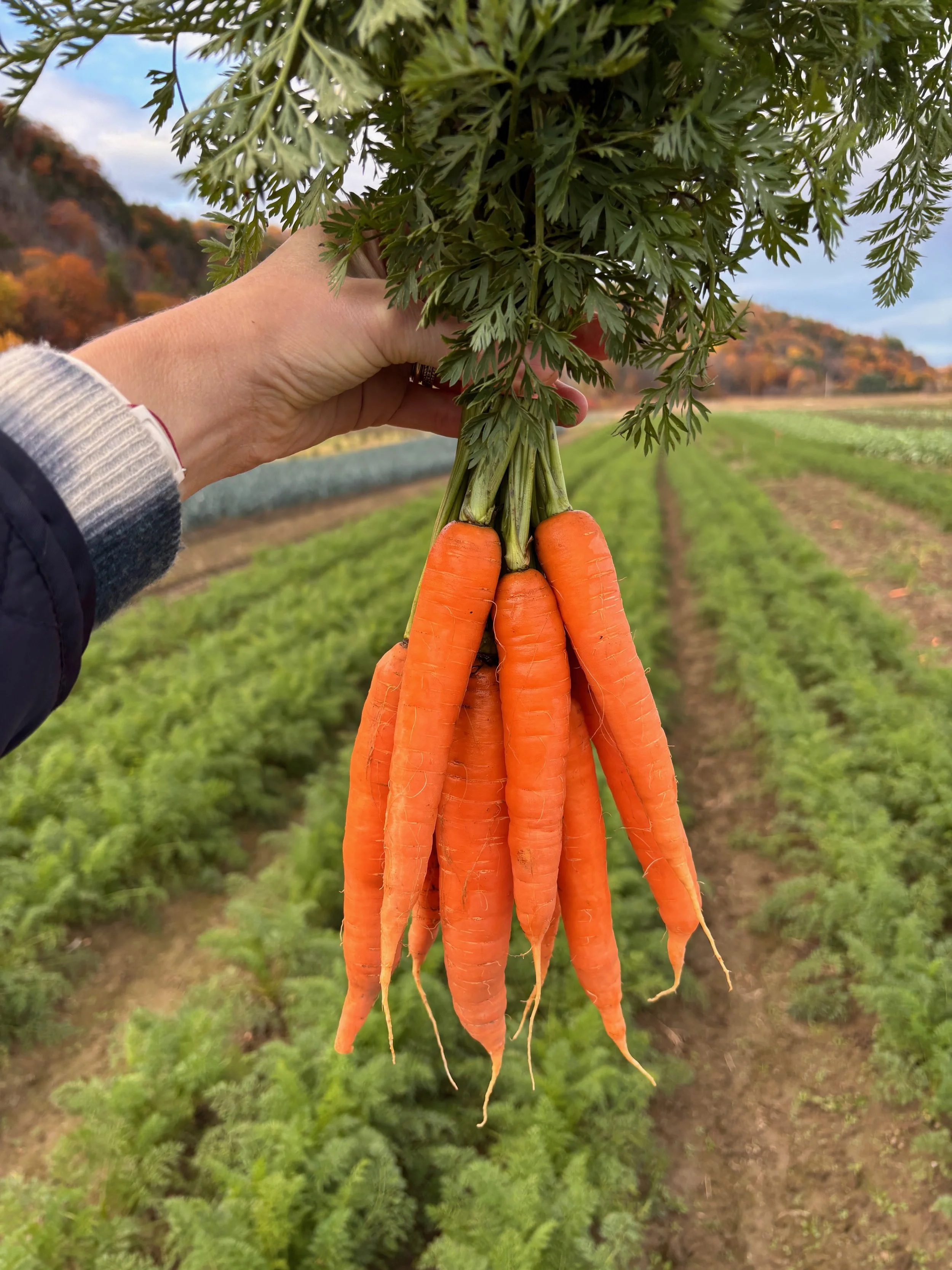 CSA 2025 - Week #21 (A)