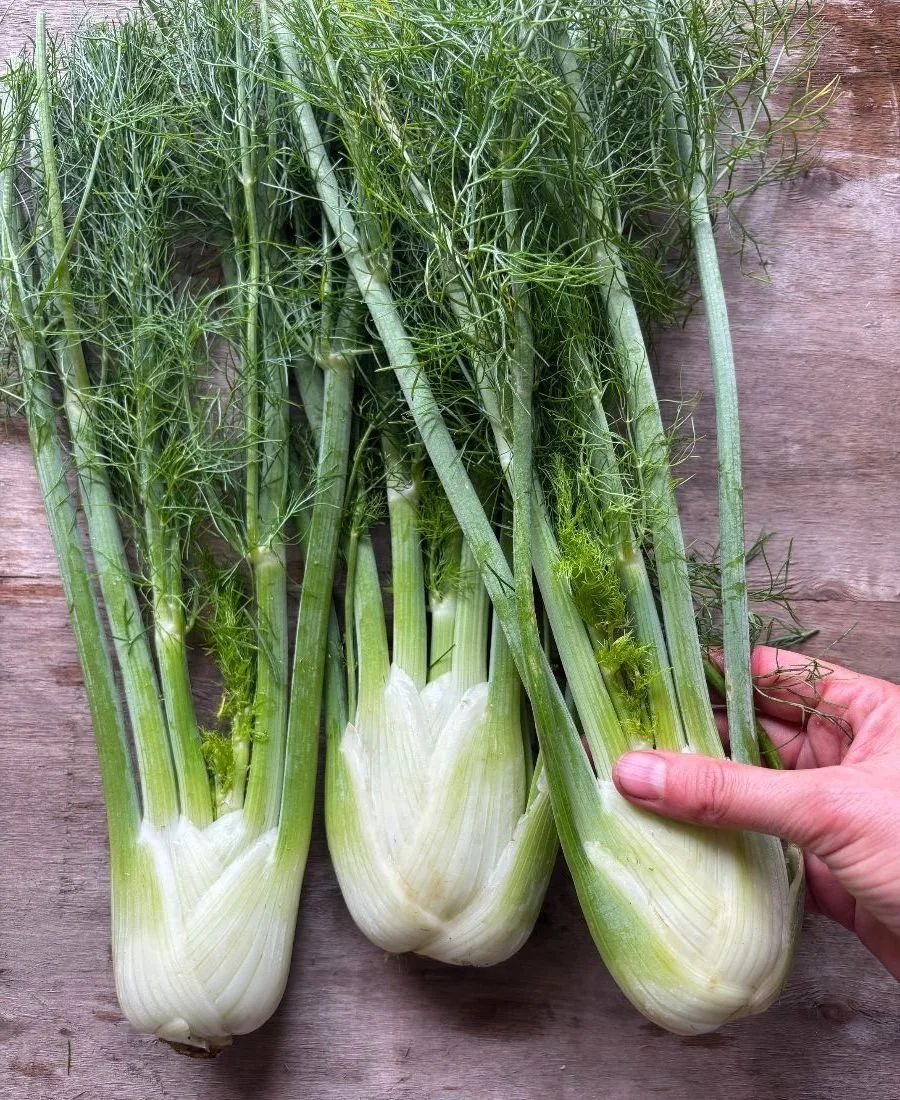 CSA 2026 - Week #4 (B)