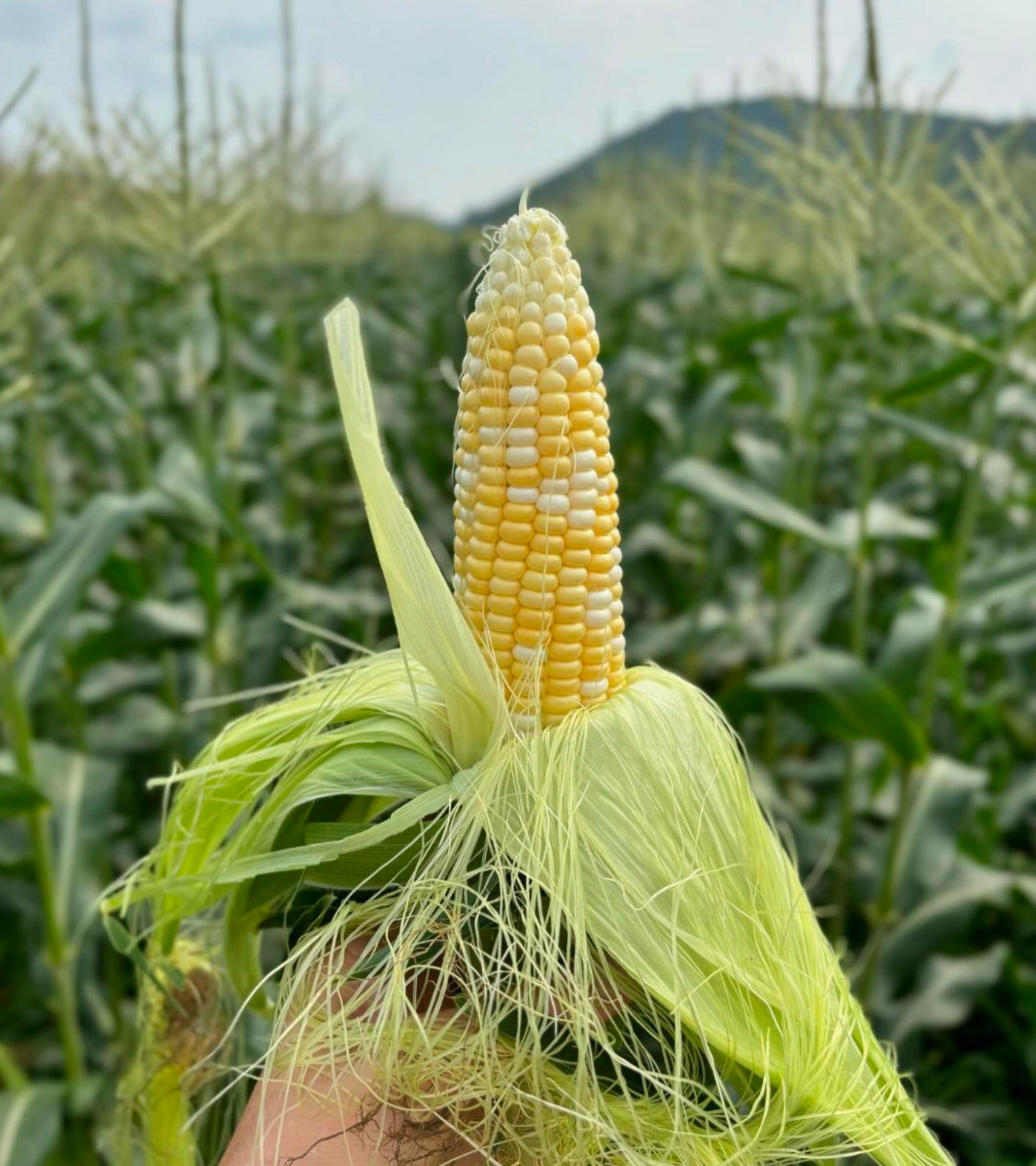 CSA 2026 - Week #7 (A)