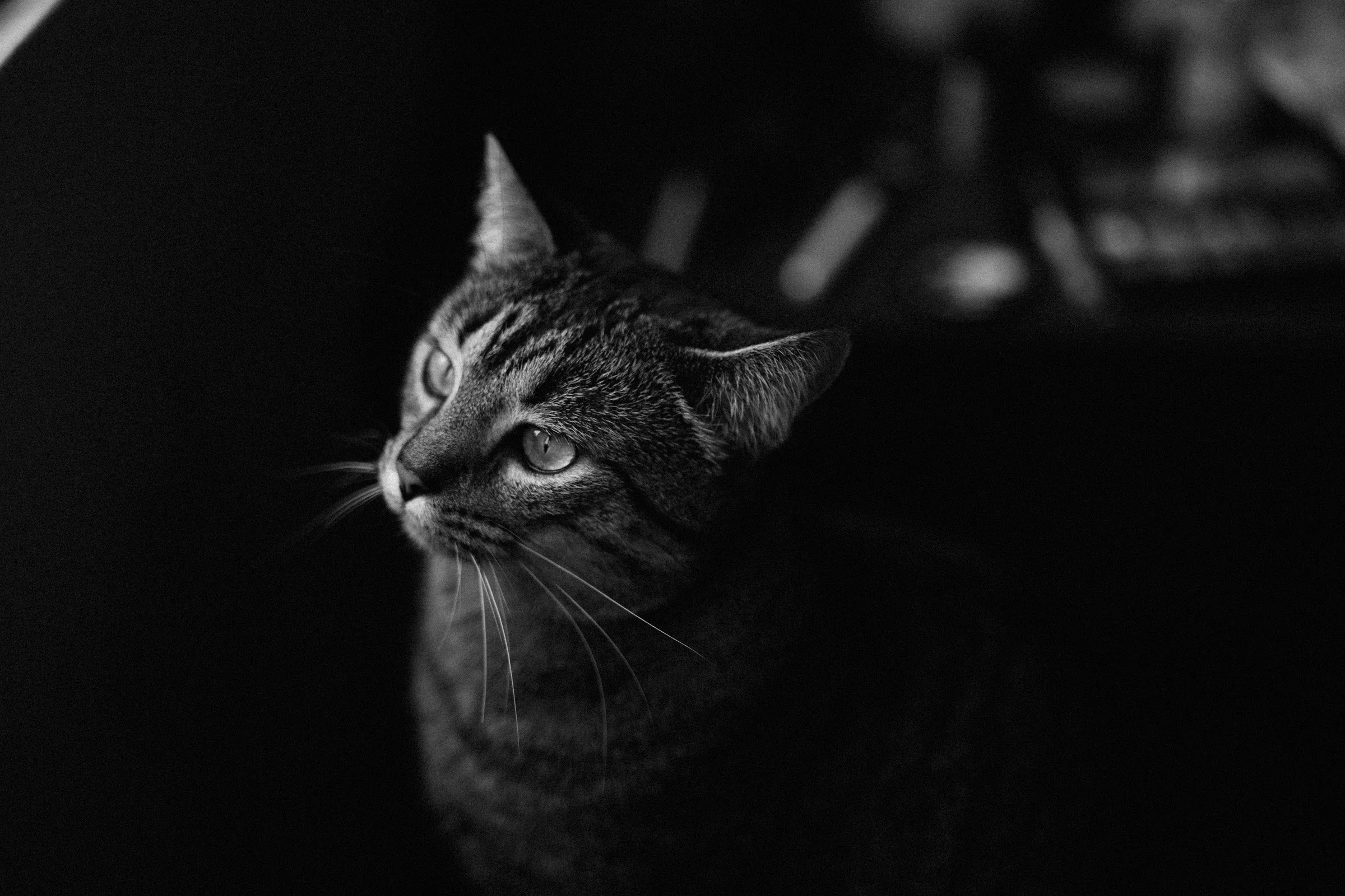 0003.jpg