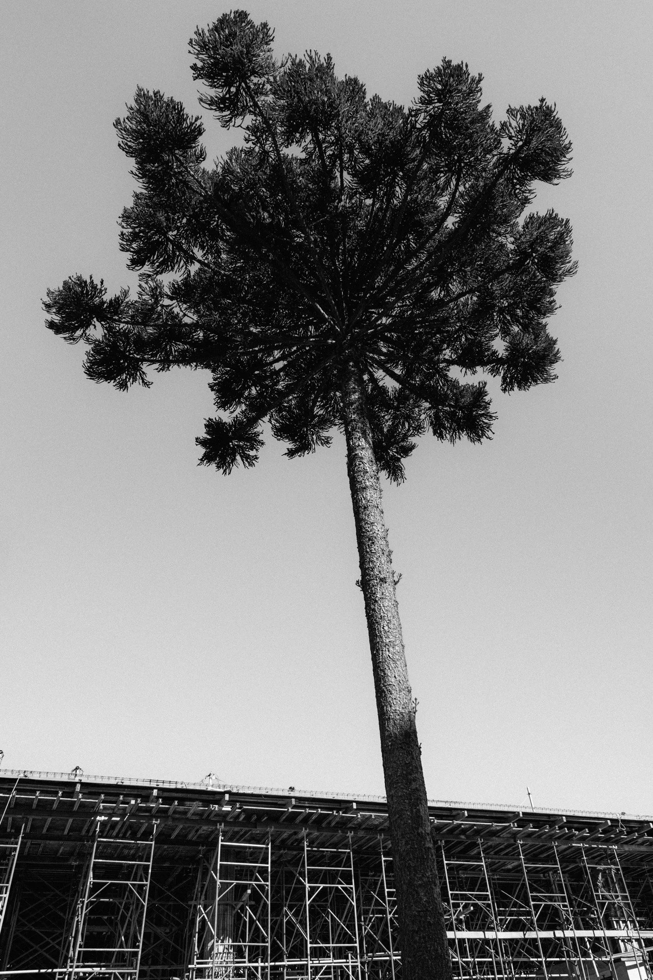 P1598039-2.jpg