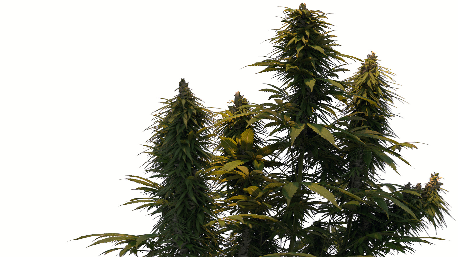 Weed_Rotation_Test_.jpg