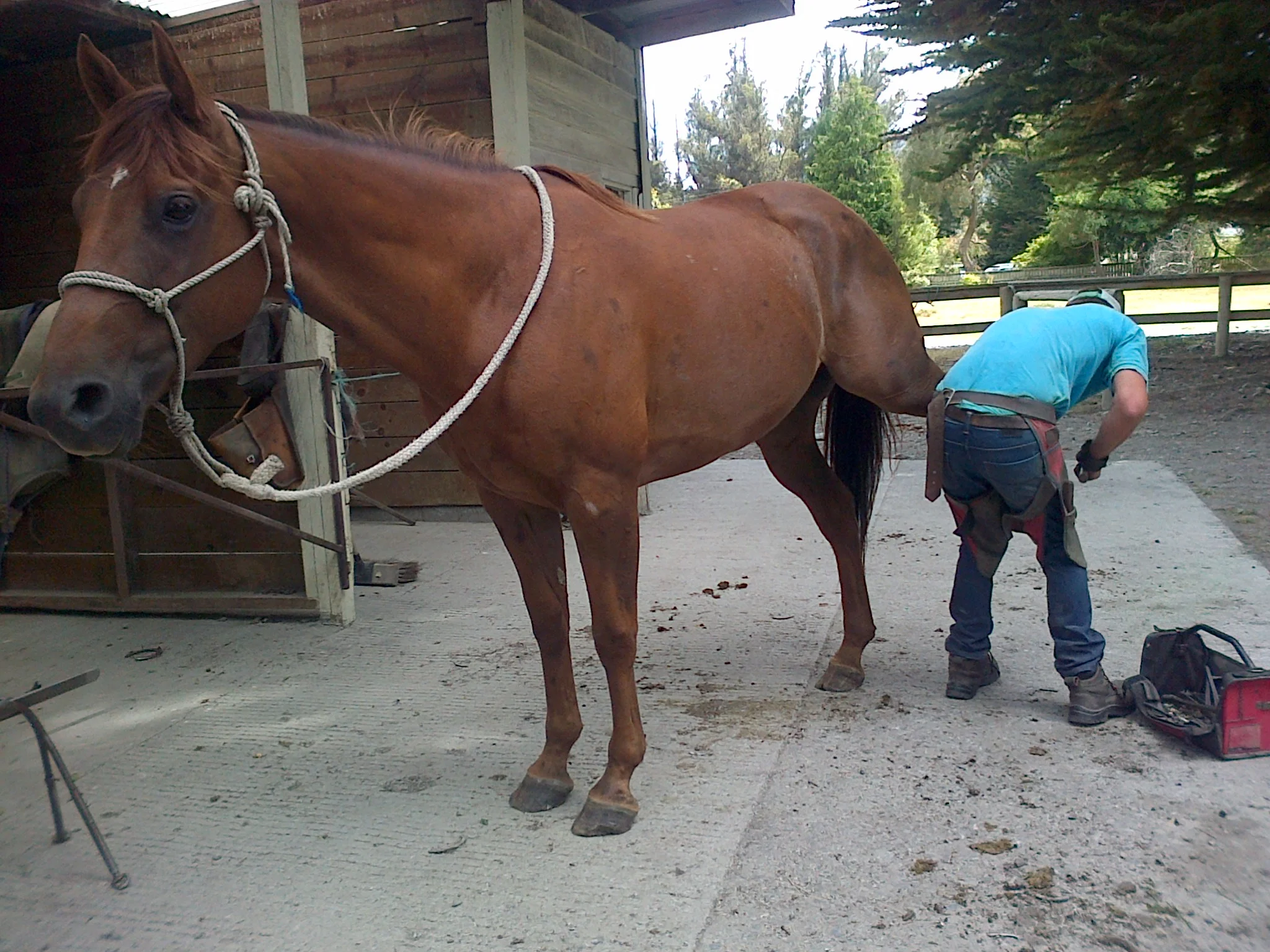 Was impossible to shoe. Farrier hugely impressed to be able to go about the job with no hassle at all. Note that the horse is completely relaxed and is not being held at all; he is in Park. 2 training sessions.