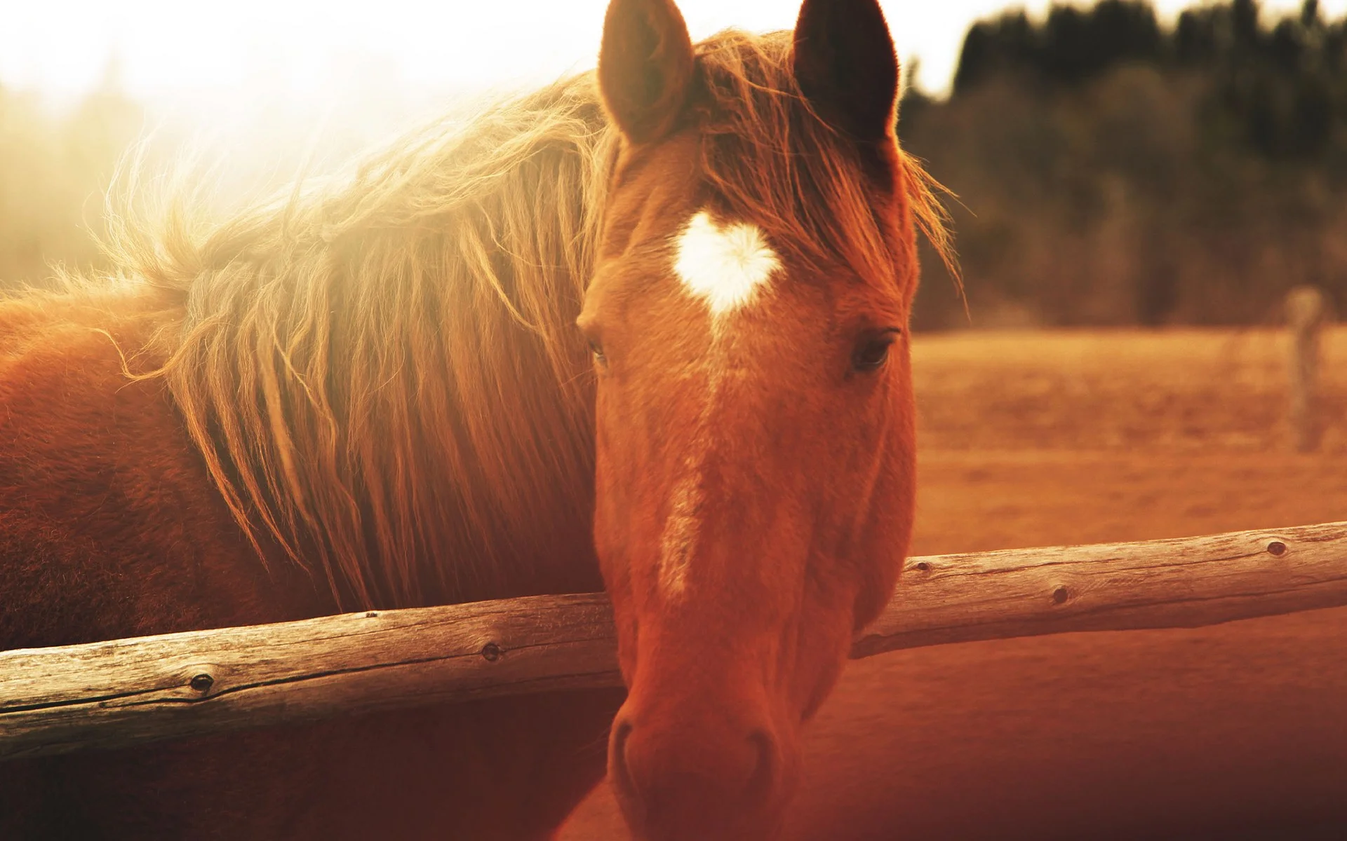 6885246-horse-close-up-wallpaper.jpg