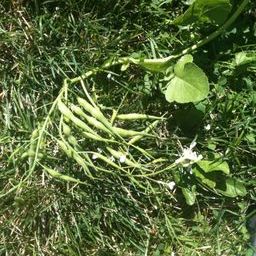 Weed or Vegetable.jpg