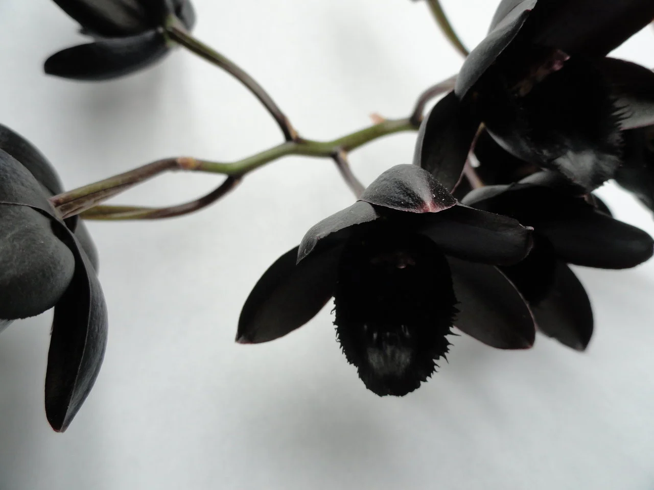 Cool-Black-Orchids-HD-Wallpaper.jpg