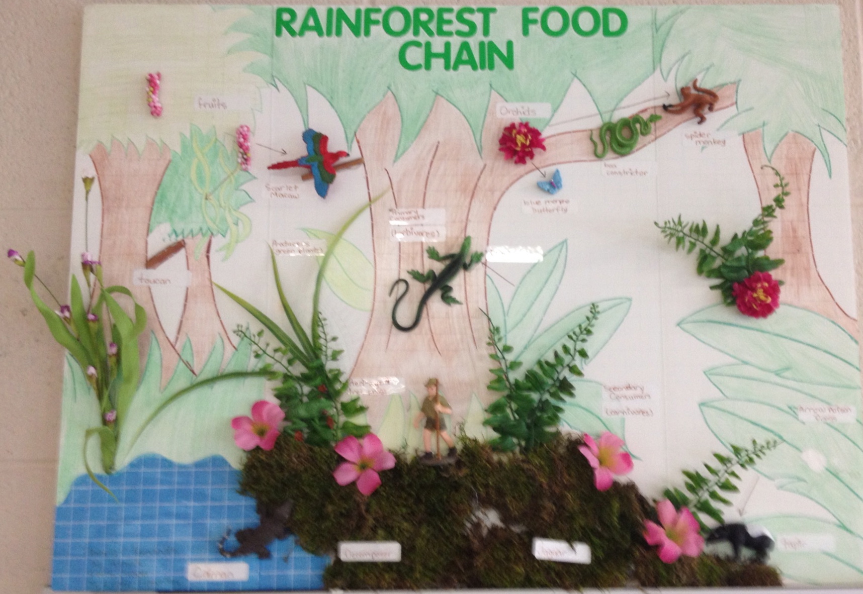 Rainforest Food Chain