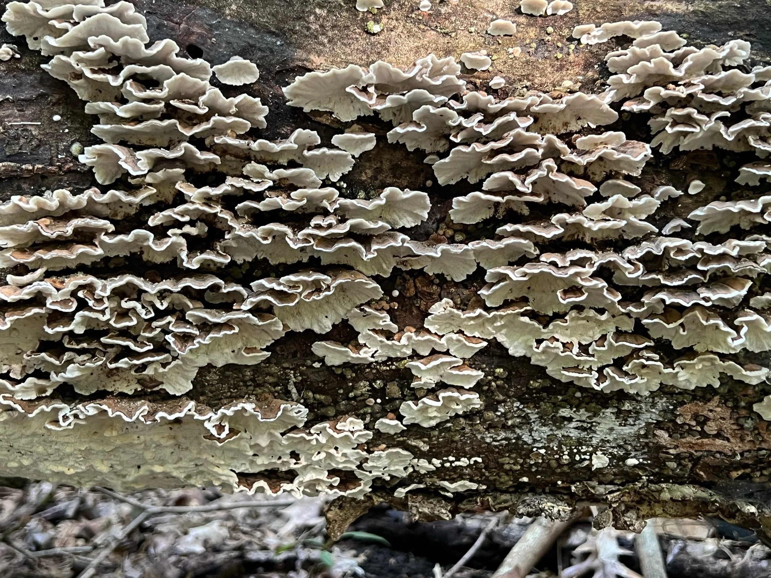 Gratitude Journal no. 8