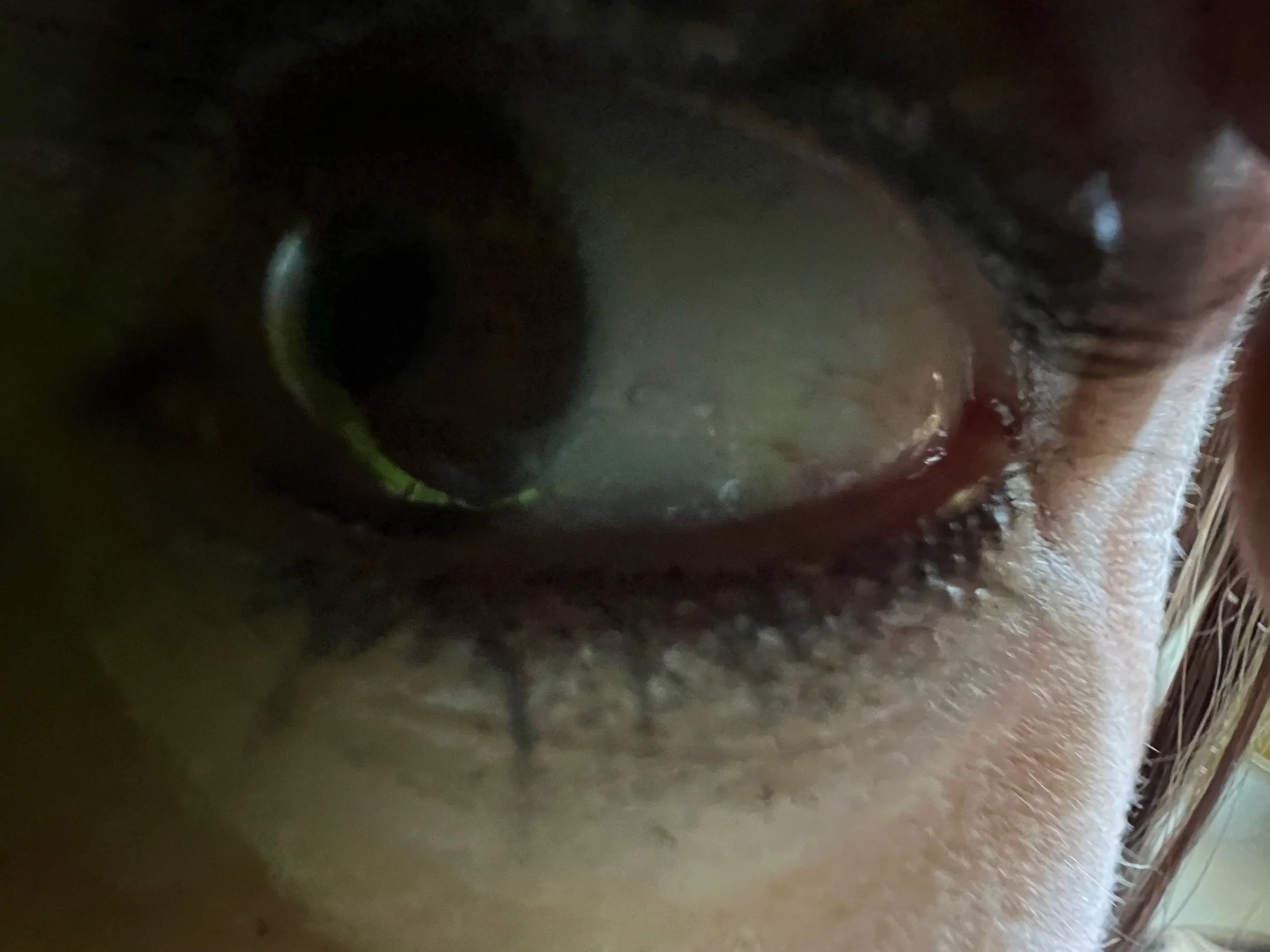 Gratitude Journal no. 13