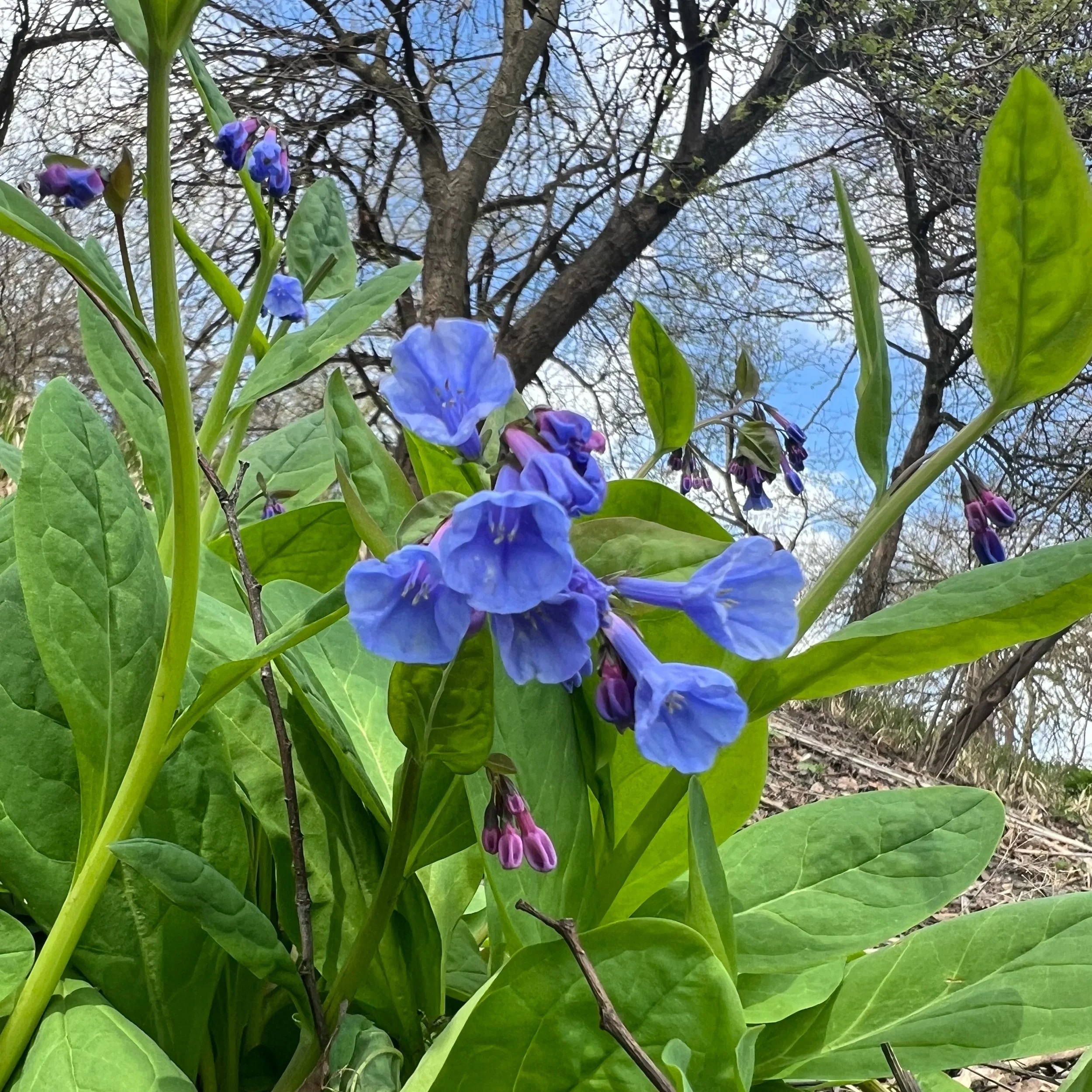 Gratitude Journal no. 15