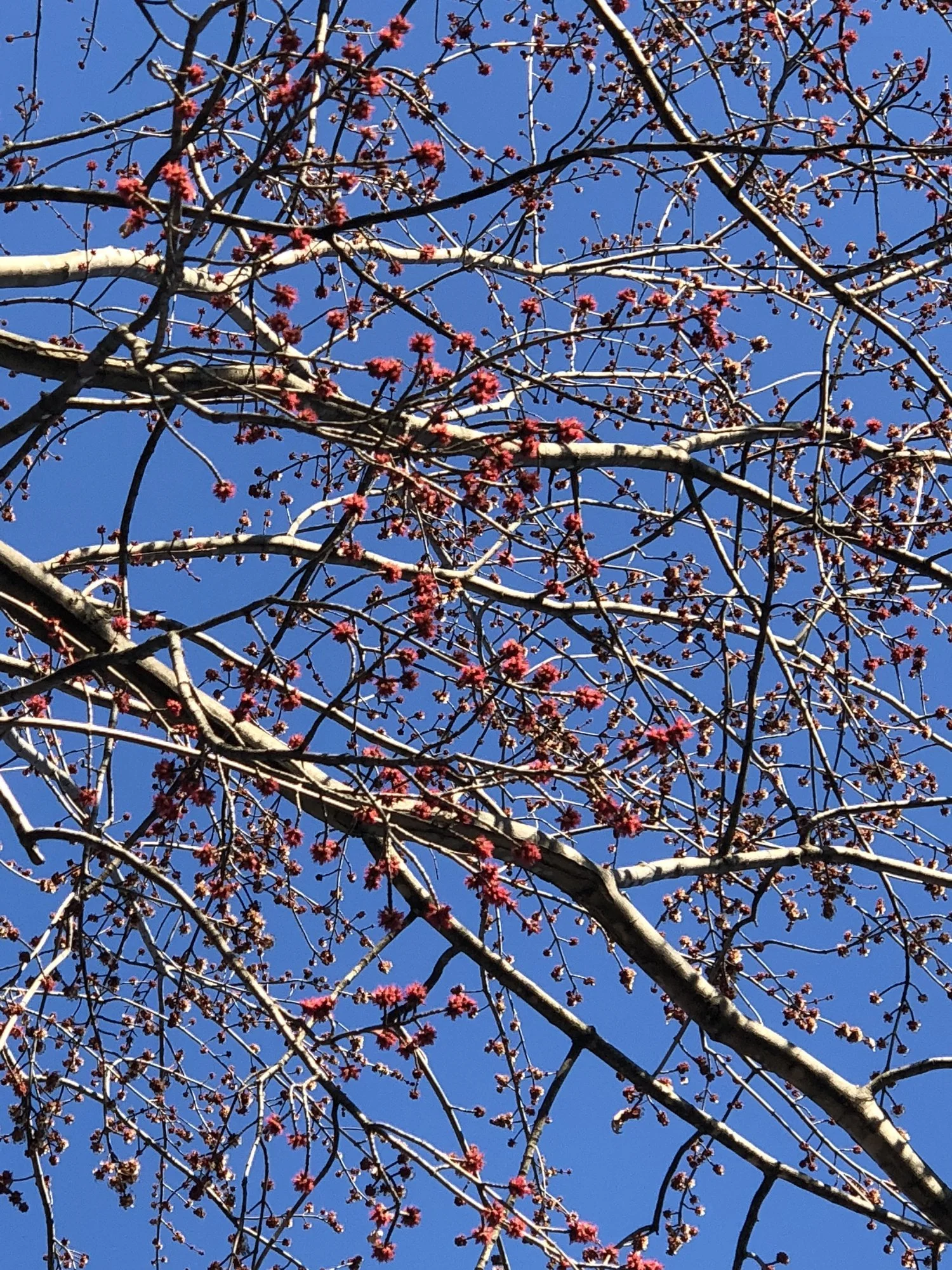 Gratitude Journal no. 17