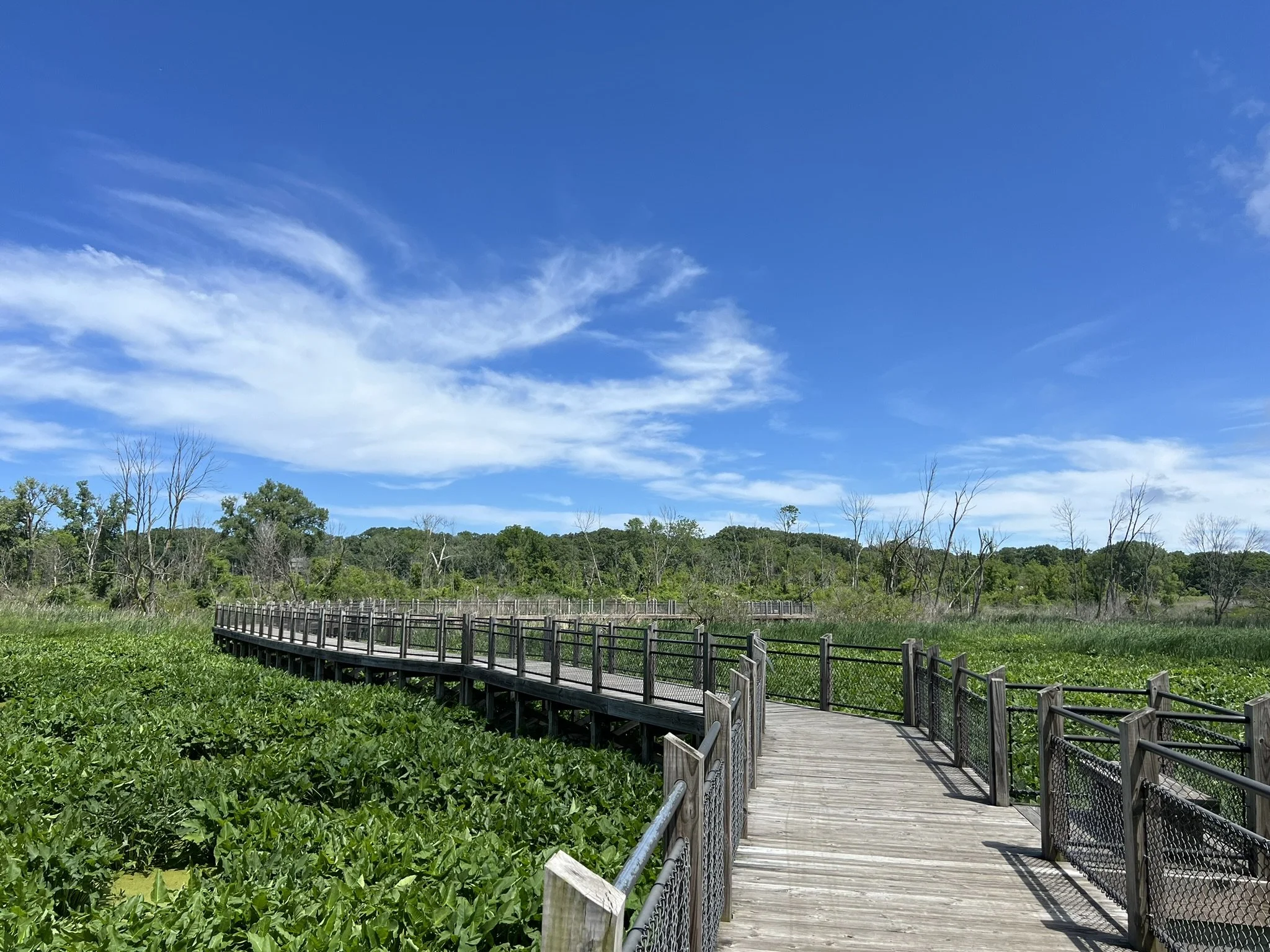 Gratitude Journal no. 20