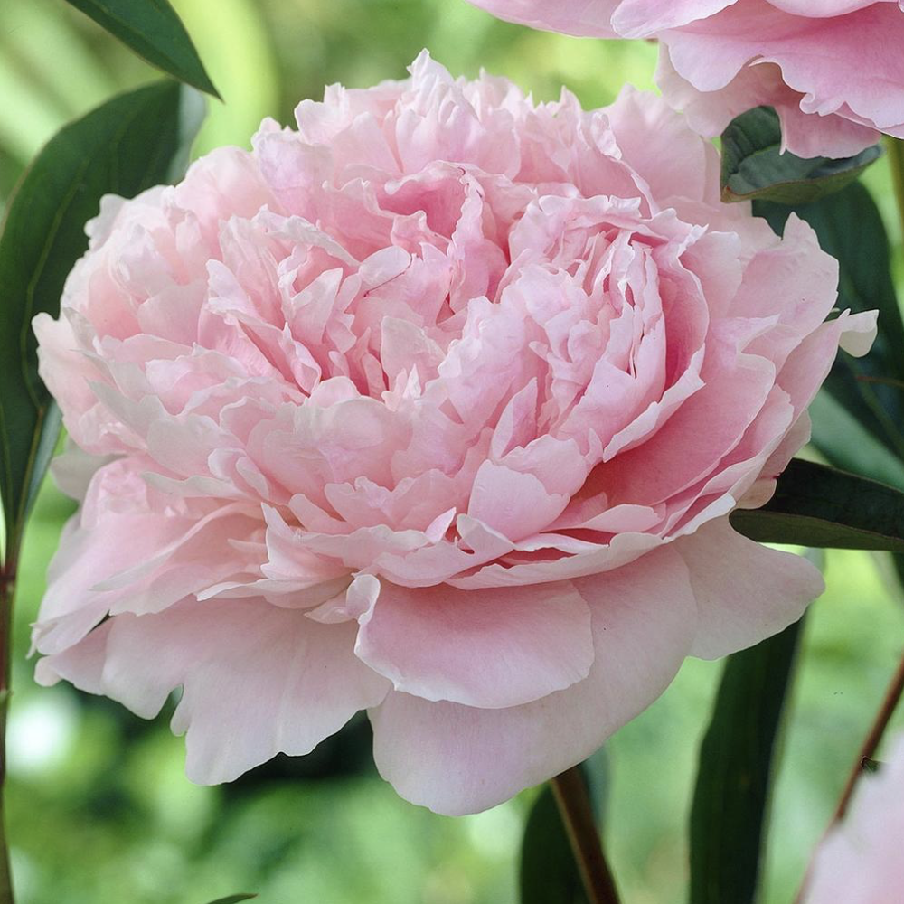 Light Pink Peony