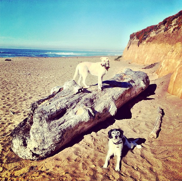 Why We Rescue