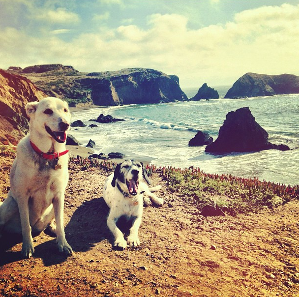 Why We Rescue