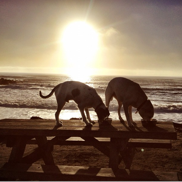 Why We Rescue