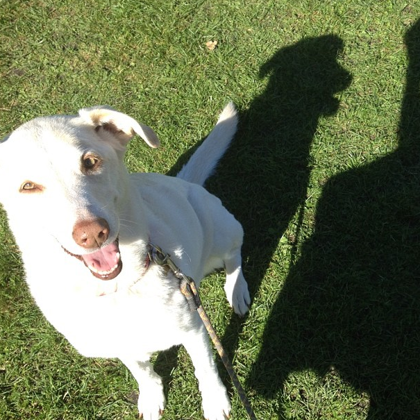 Why We Rescue