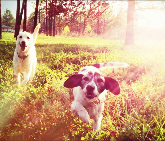 Why We Rescue