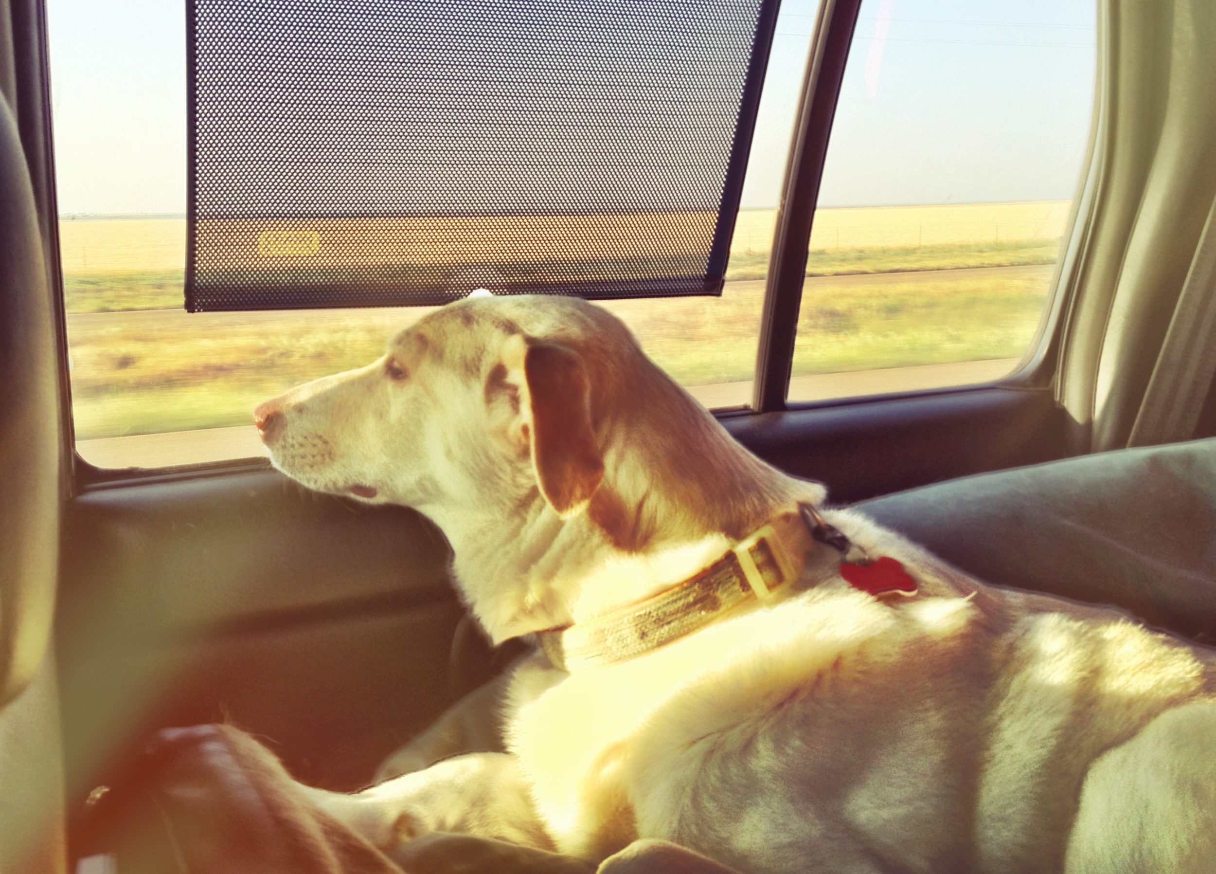 Why We Rescue