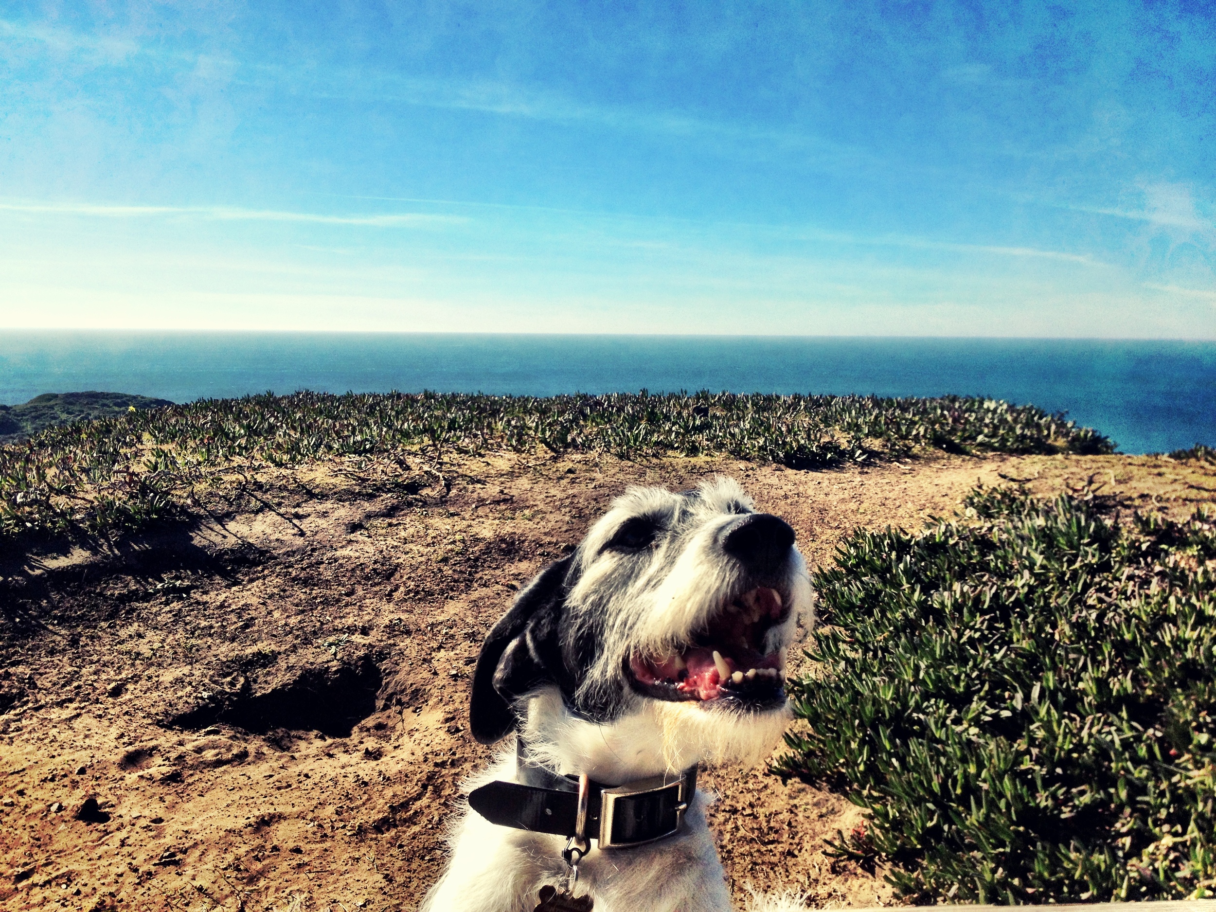 Why We Rescue