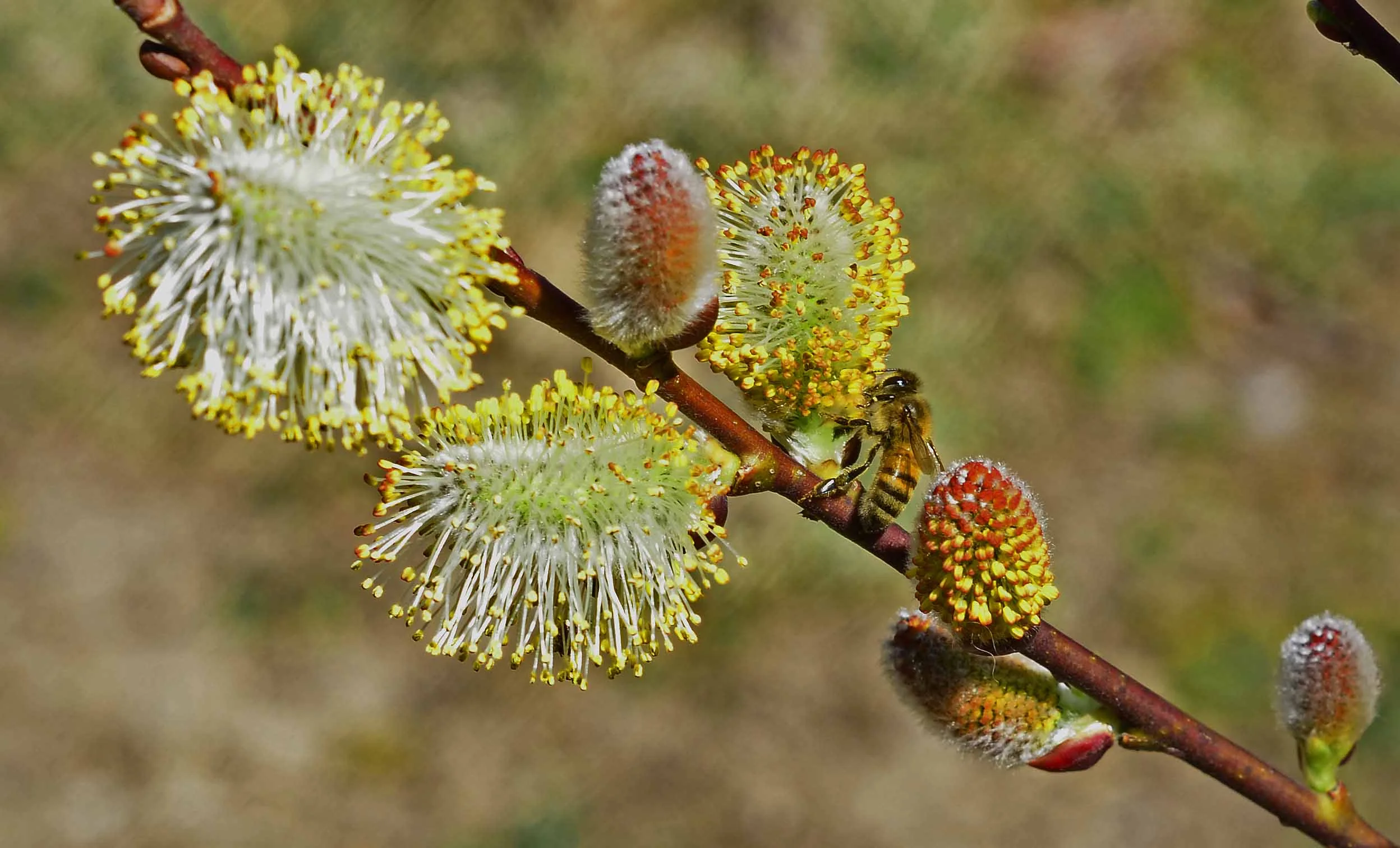 French Pussy Willow, Salix Discolor