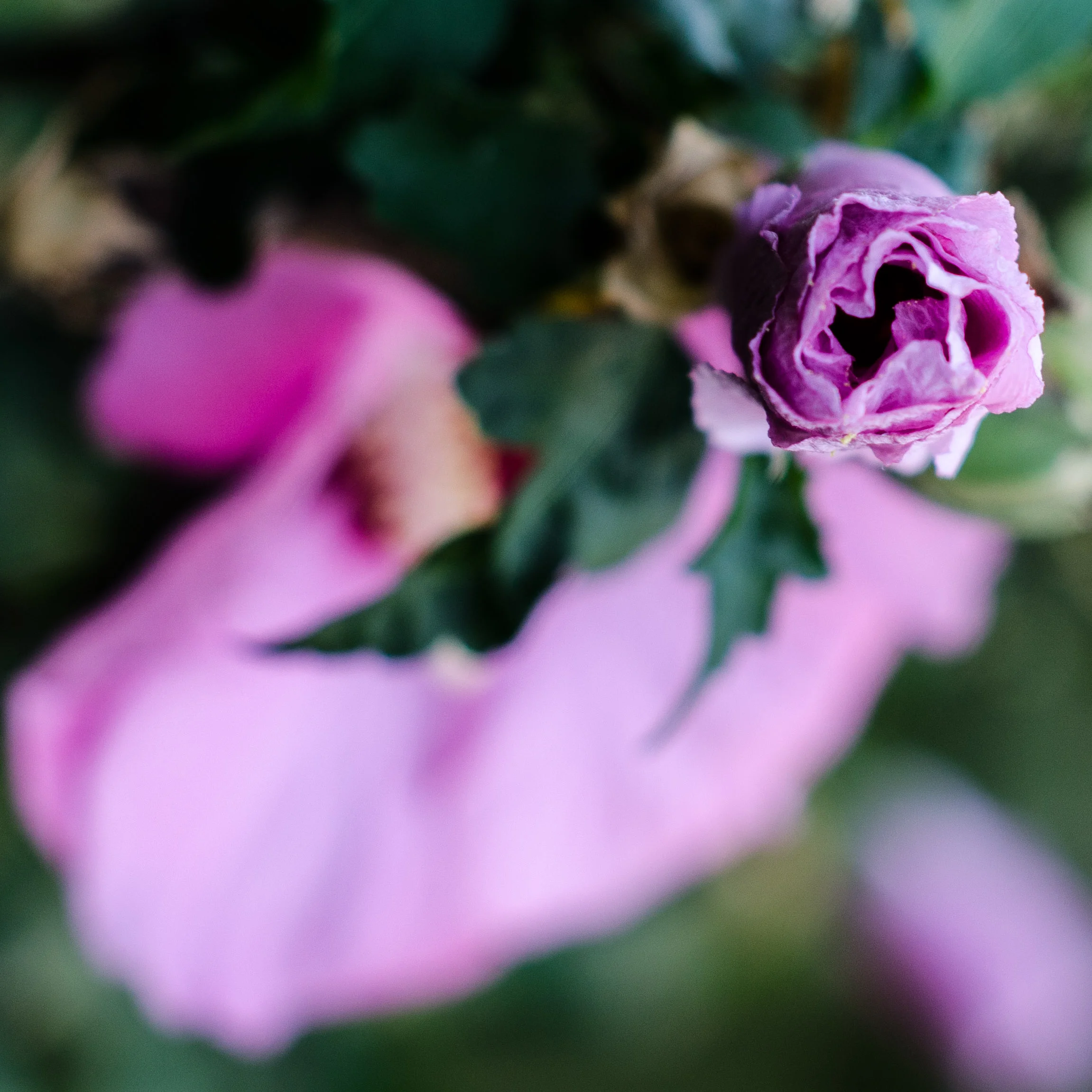 "Furled" by CB Adams