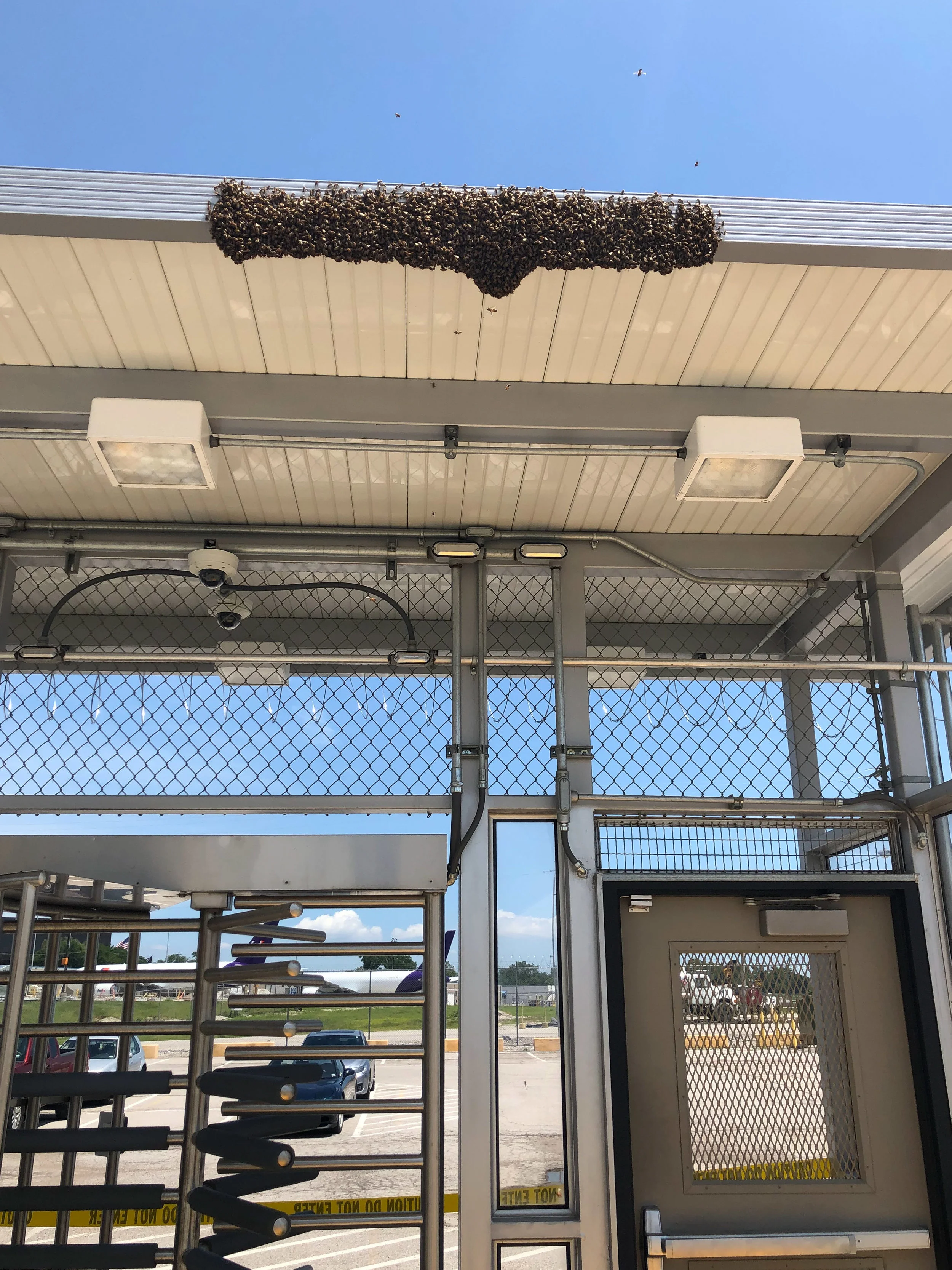 A Swarm Is Born