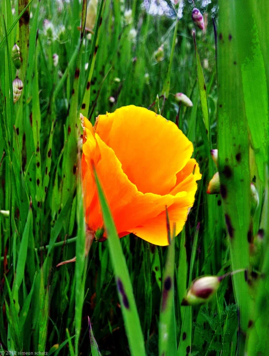 iphone_calpoppy1.jpg