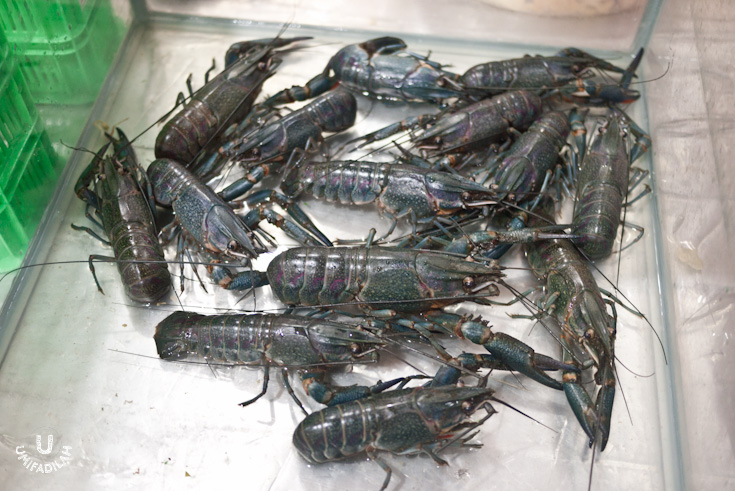 Crayfish or
freshwater lobsters (lobster air tawar).
The owner, Ijar, said that those crayfish are supplied from Bandung, while the (supposedly available) huge marine lobsters are going to be flown directly from Aceh. It's only going to be available…