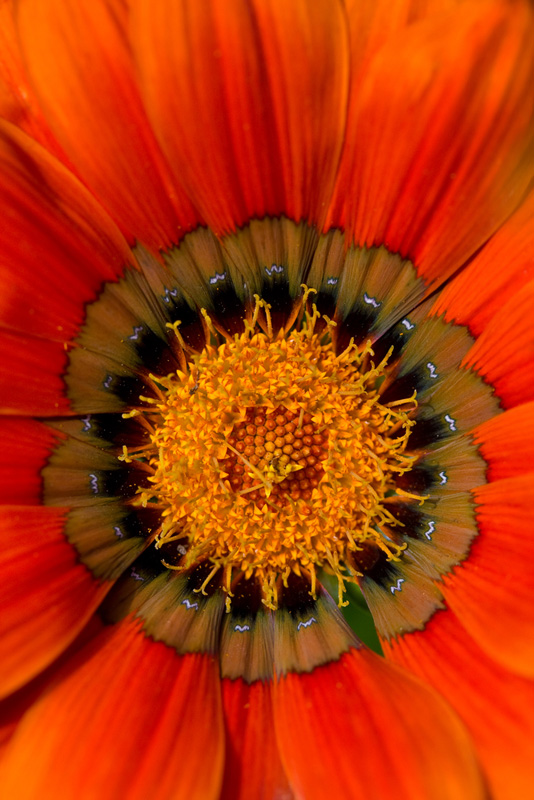 oragne-gerbera.jpg